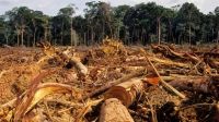 Venezuela: el país con mayor pérdida de bosques de la región amazónica