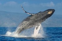 Impulsan turismo en el Pacífico con las ballenas